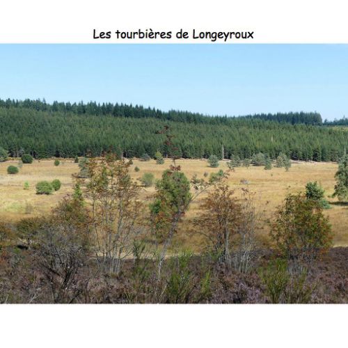 Mille Vaches 2019 17