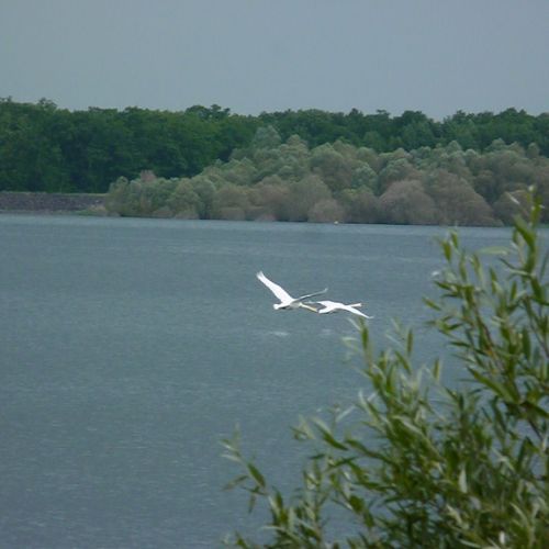 Lac Forêt d'Orient Geraudot