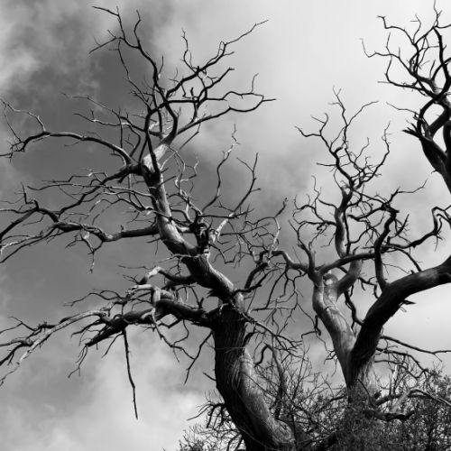 SAINT-SAUVANT 2024 04 11